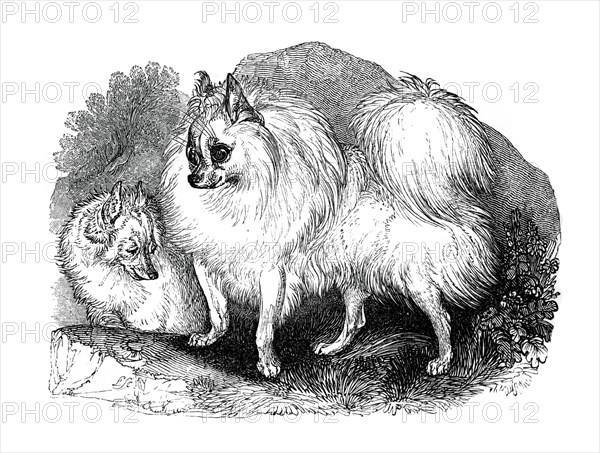Iceland dog, 1848. Artist: Unknown