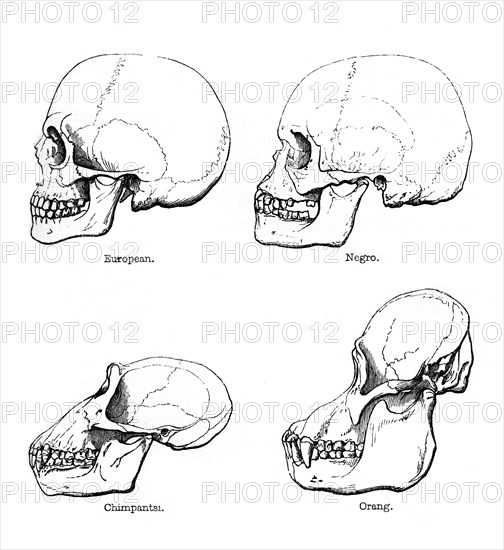 Lateral view of the skull or profile, 1848. Artist: Unknown