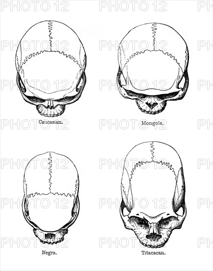 The vertical configuration of the skull, 1848. Artist: Unknown