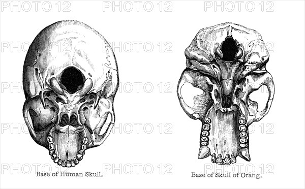 Human and orang-utan skulls, 1848. Artist: Unknown