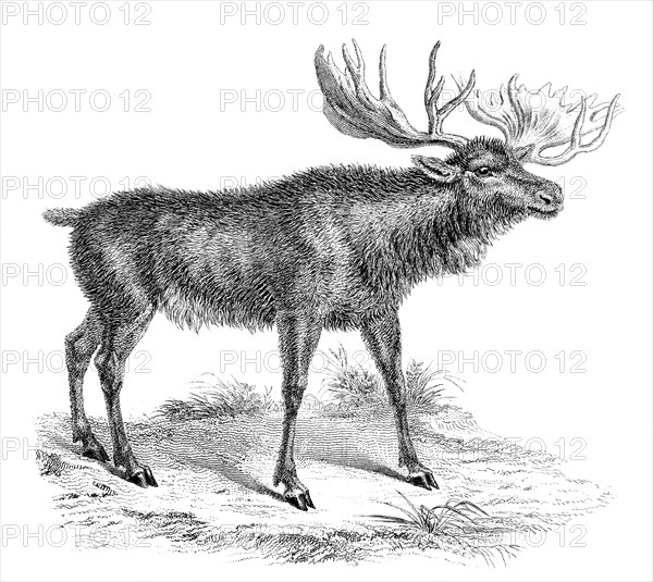 'Moose Deer', 19th century. Artist: Unknown