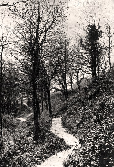 Lovers Lane, Fairlight, Hastings, Sussex. Artist: Unknown