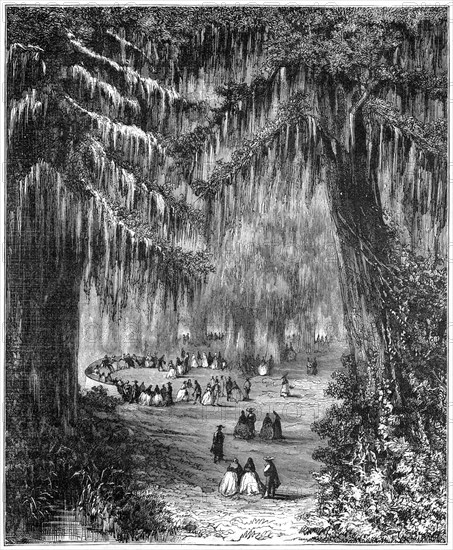 Cypress grove at Chapultepec, Mexico City, 1877. Artist: Unknown