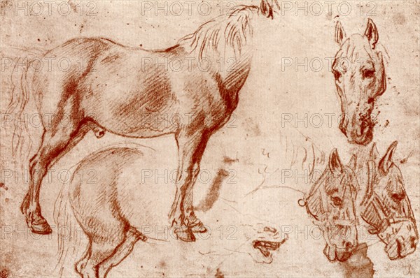 Studies of Horses, 1913.Artist: Peter Paul Rubens