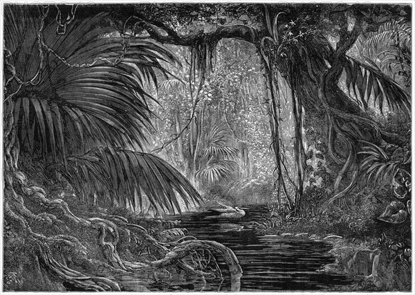 A forest scene in Peru, 1877. Artist: Unknown