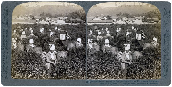 Girls picking tea on the famous plantation at Uji, Japan, 1904. Artist: Underwood & Underwood