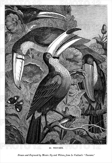 Toucans, c1770-1820 (1843). Artist: Messrs Sly and Wilson