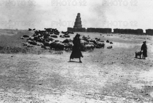 Sheep grazing outside Samarra, Mesopotamia, 1918. Artist: Unknown