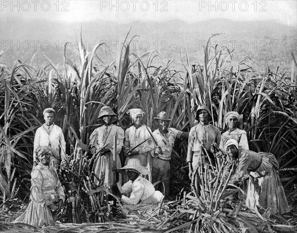 Sugar cane cutters, Jamaica, c1905.Artist: Adolphe Duperly & Son