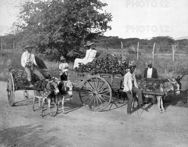 Wood carts, Jamaica, c1905.Artist: Adolphe Duperly & Son