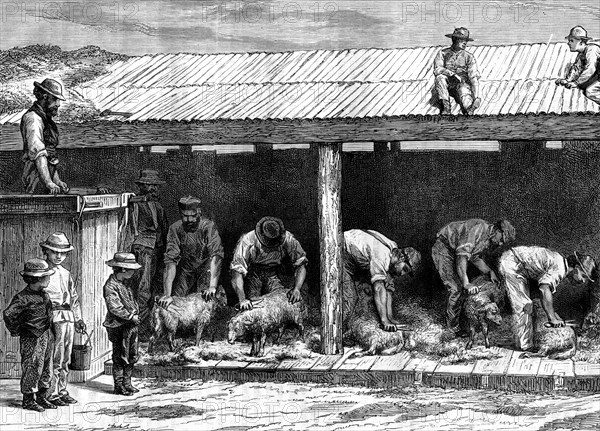 Sheep shearing, Australia, 1886.Artist: A Sirouy