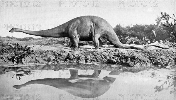 A diplodocus, 20th century. Artist: Unknown