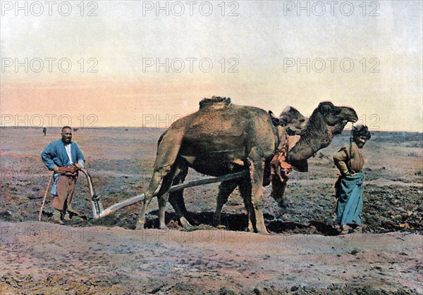 Farm labourers ploughing with a camel, Caucasus, c1890.Artist: Gillot