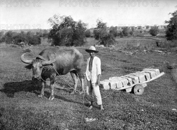 Native cart in Manila, Philippines, 1908-1909.Artist: Homer L Knight