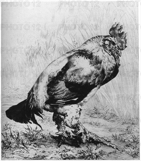 'La Coq', c1850-1910, (1924).Artist: Felix Bracquemond