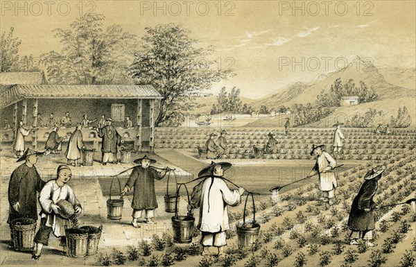 Culture and preparation of tea, China, 1847.Artist: E Gilks