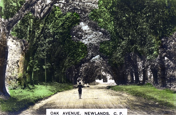 Oak Avenue, Newlands, Johannesburg, Gauteng, South Africa, c1920s.Artist: Cavenders Ltd