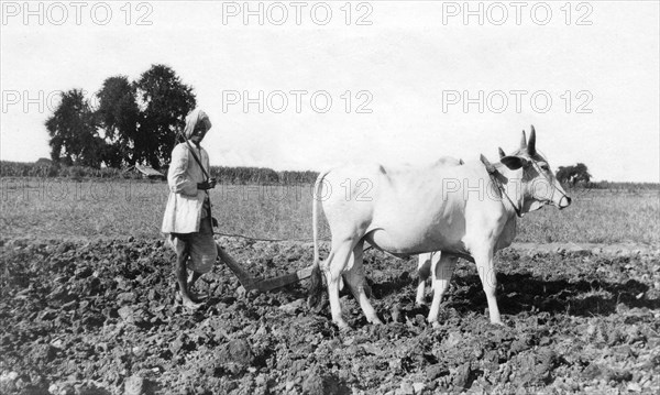 Ploughing in India, 1917. Artist: Unknown