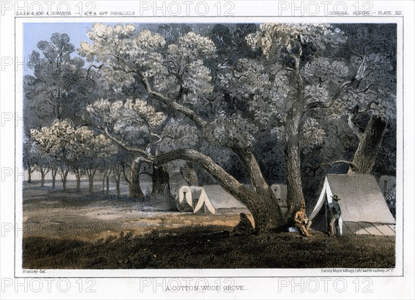 'A Cotton Wood Grove', 1856. Artist: John Mix Stanley