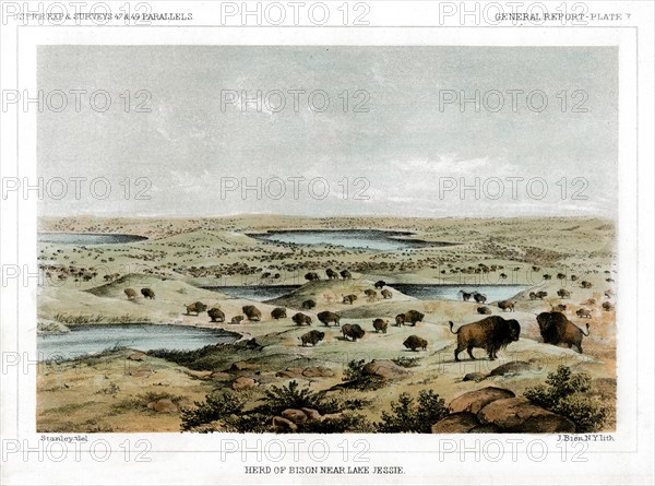 Herd of Bison Near Lake Jessie, North Dakota, USA, 1856.Artist: John Mix Stanley