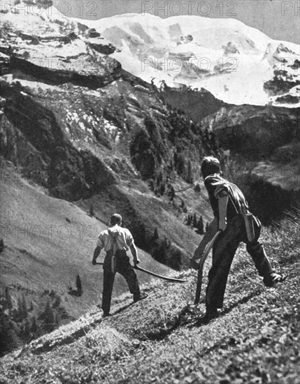 Peasant farmers haymaking at the glacier foot, Switzerland. 1936.Artist: F Hutzli