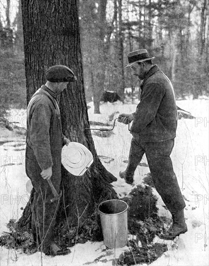 Tapping for maple syrup, Canada, 1936.Artist: Canadian Government
