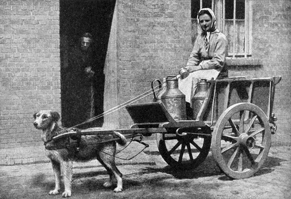 A Belgian milkwoman on her morning round, Belgium, 1922.Artist: Donald McLeish