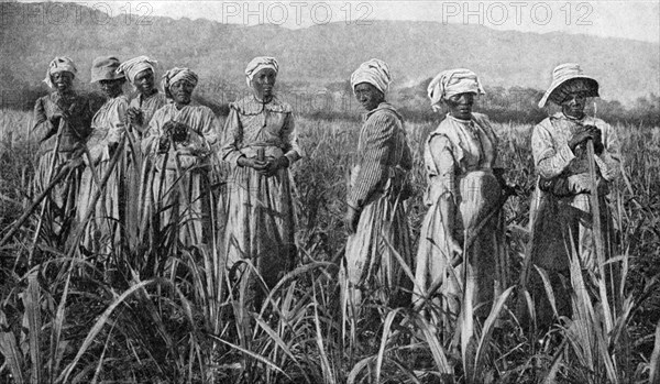 Women tending young sugar canes in Jamaica, 1922. Artist: Unknown