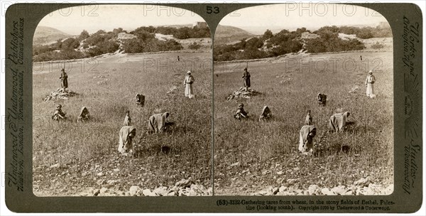 Gathering tares from wheat in the stony fields of Bethel (Baytin), Palestine, 1900.Artist: Underwood & Underwood