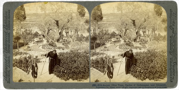 Ancient olive trees in the Garden of Gethsemane, near Jerusalem, Palestine, 1905.Artist: Underwood & Underwood