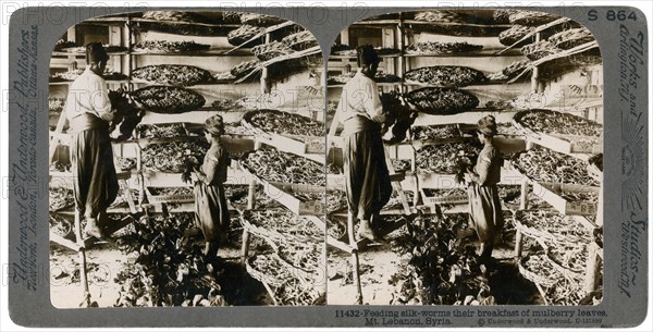 Feeding silkworms their breakfast of mulberry leaves, Lebanon mountains, Syria, 20th century. Artist: Underwood & Underwood