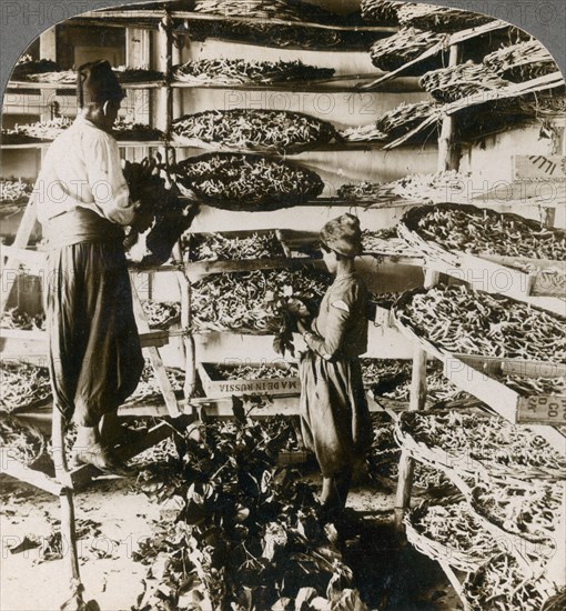 Feeding silk worms their breakfast of mulberry leaves, Lebanon mountains, Syria, 1900s.Artist: Underwood & Underwood