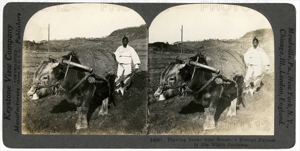 Farming near Seoul, South Korea, 1900s.Artist: Keystone