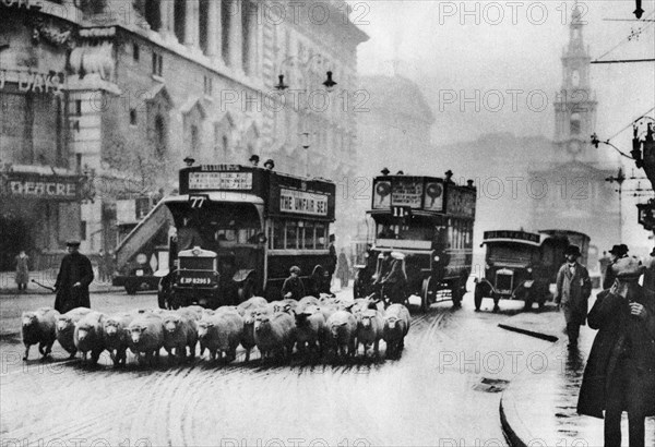 A flock of sheep on the Strand, London, 1926-1927. Artist: Unknown