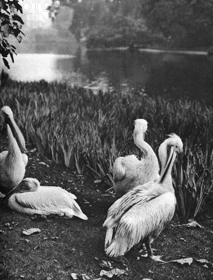 The pelicans of St James's Park, London, 1926-1927. Artist: McLeish