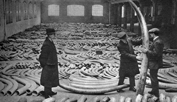 Ivory shipment, Royal Albert Dock, London, 1926-1927. Artist: Unknown