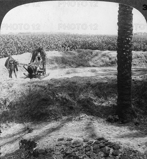 Threshing in Egypt, 1905.Artist: Underwood & Underwood