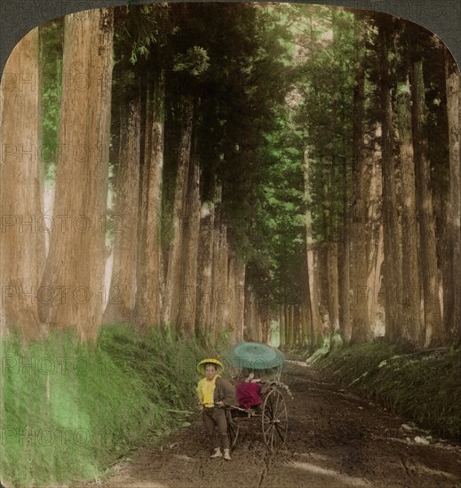 An avenue of cryptomeria (cedar) trees, Nikko, Japan, 1896.Artist: Underwood & Underwood