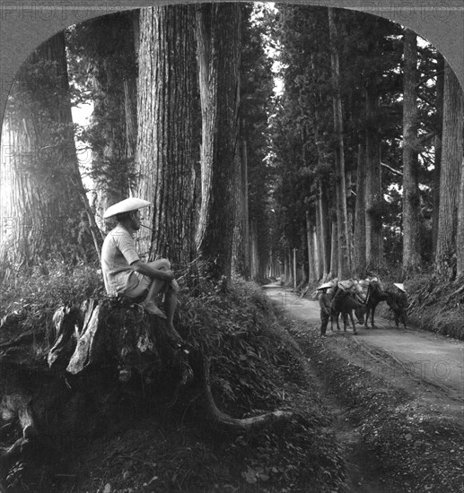 The sacred road to Nikko, Japan, 1905.Artist: BL Singley