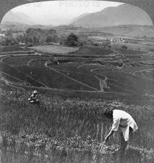 Fertile rice fields in the old crater of Aso-San, Japan, 1904.Artist: Underwood & Underwood