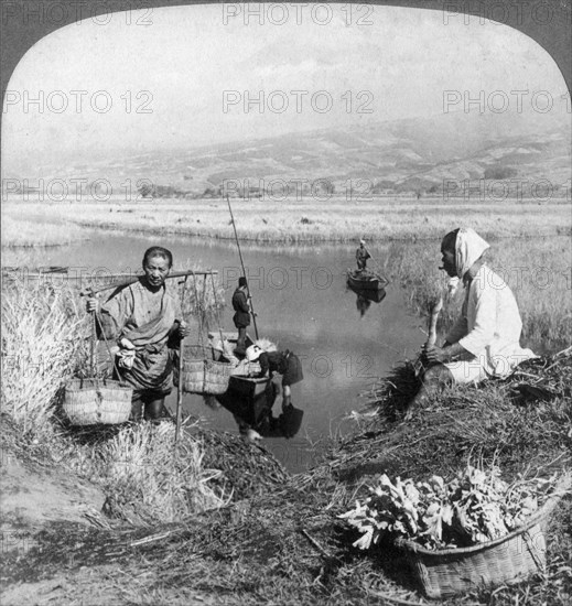 Men gathering rushes near Suzukawa, Fujiyama, Japan, 1904.Artist: Underwood & Underwood