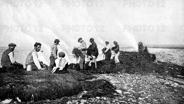 Burning seaweed for kelp, Aran Islands, Ireland, 1922.Artist: AW Cutler