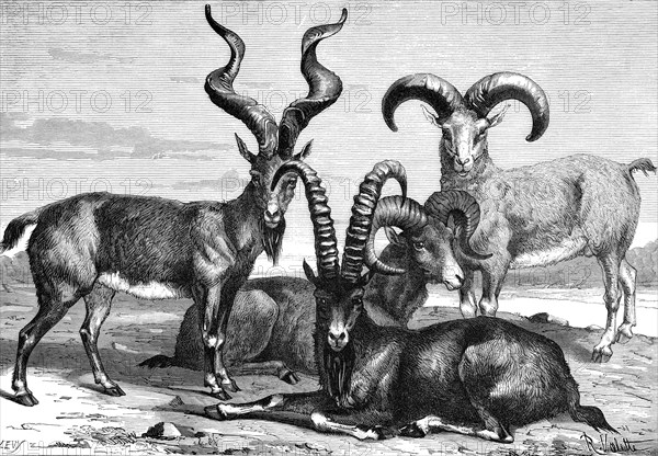 Mountain sheep and ibex, c1890. Artist: Levy