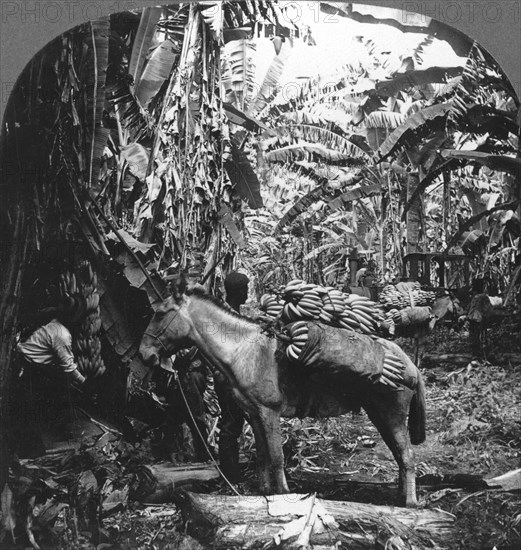 Harvesting bananas, Costa Rica, 1909. Artist: Unknown