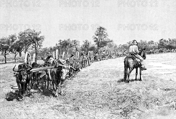 A convoy of wagons, South America, 1895. Artist: Unknown