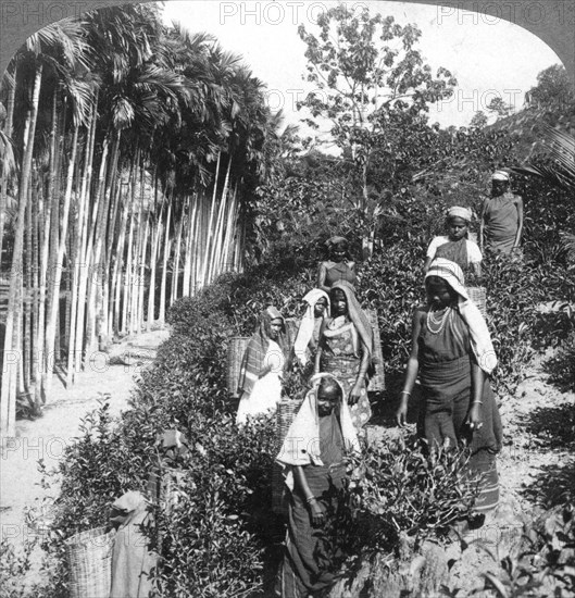 Tamil women picking tea on Sir Thomas Lipton's estate, Polgahawela, Sri Lanka, 1903.Artist: Underwood & Underwood