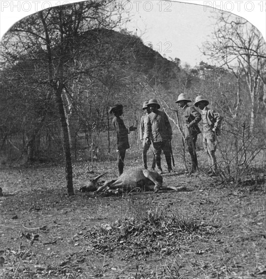 Colonel Afsurul Mulk on a tiger hunt, India, 1900s. Artist: Unknown