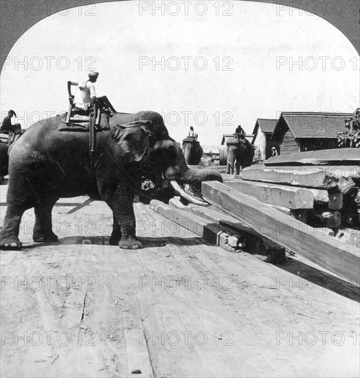 Elephants moving timber, Rangoon, Burma (Myanmar), 1900s.Artist: Underwood & Underwood