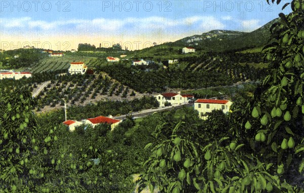 Avocado groves, San Diego, California, USA, c1900s. Artist: Unknown