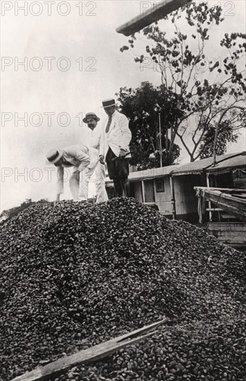 Brazil nuts harvested from the Amazon Valley, c1900s. Artist: Unknown